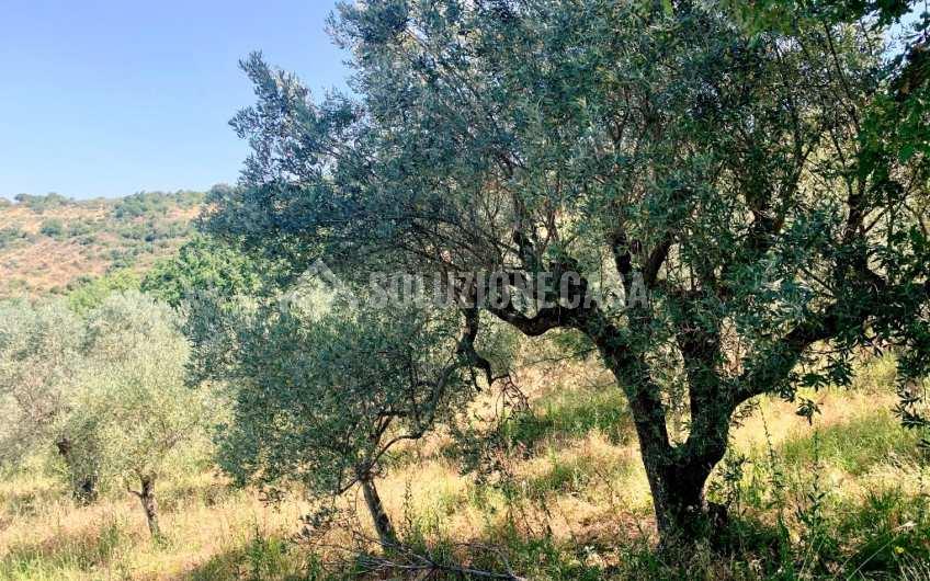 SC1151 Terreno agricolo panoramico ad Ogliastro Cilento