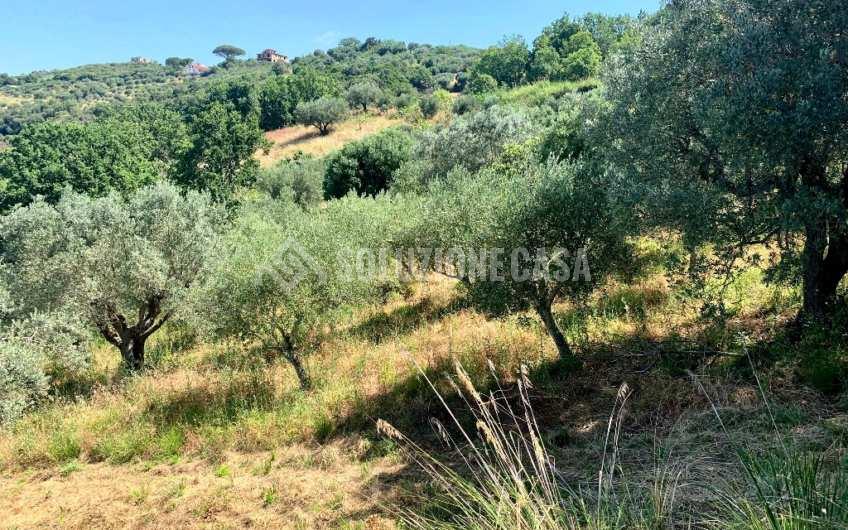 SC1151 Terreno agricolo panoramico ad Ogliastro Cilento