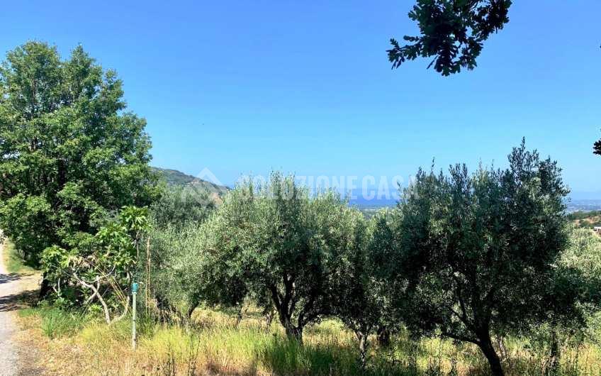 SC1151 Terreno agricolo panoramico ad Ogliastro Cilento