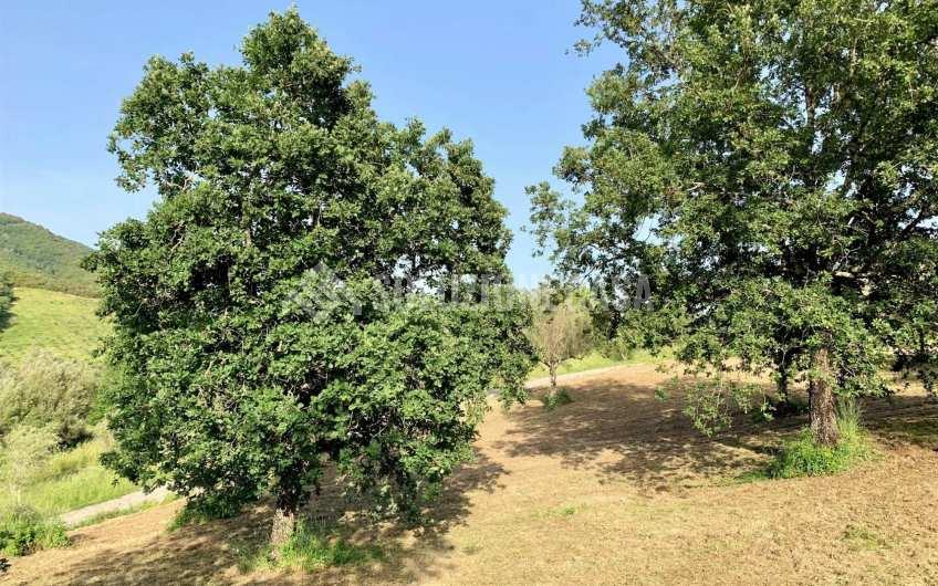 SC1235 Casale in legno immerso nella natura nel parco del Cilento