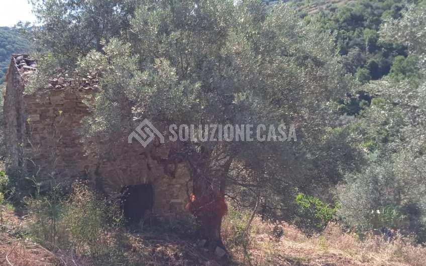 SC1244 Fondo con uliveto e rudere a Serramezzana