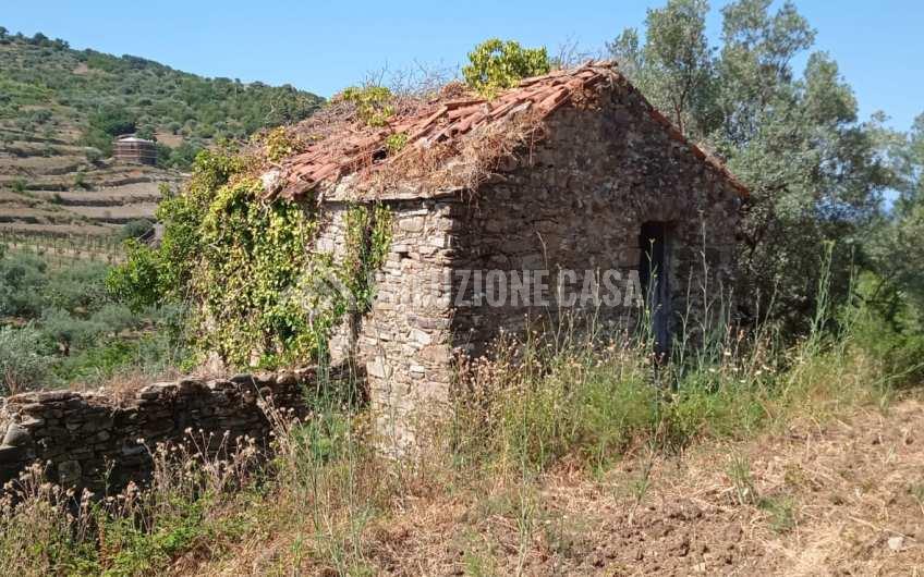 SC1244 Fondo con uliveto e rudere a Serramezzana