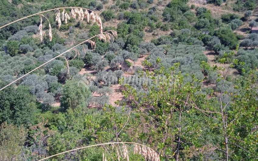 SC1244 Fondo con uliveto e rudere a Serramezzana
