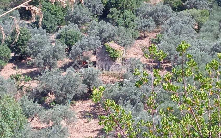 SC1244 Fondo con uliveto e rudere a Serramezzana