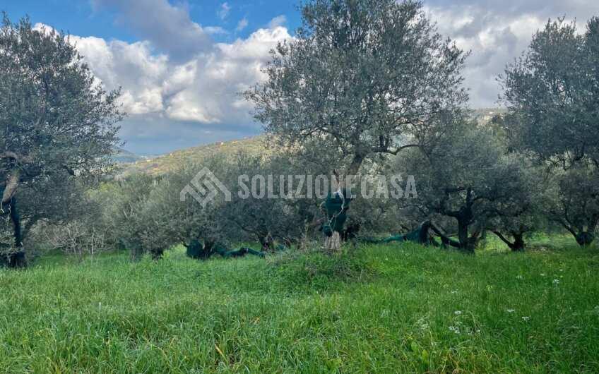 SC1272 Terreno pianeggiante con casale a Perdifumo, Vatolla