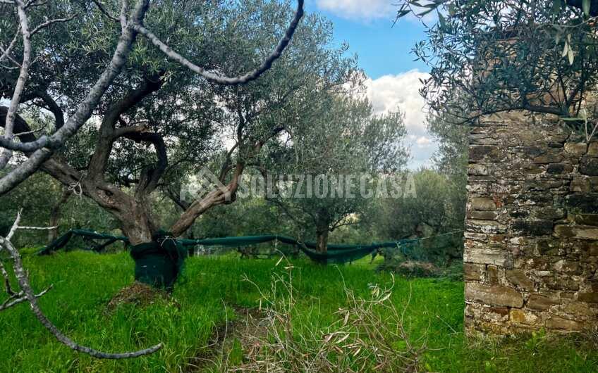 SC1272 Terreno pianeggiante con casale a Perdifumo, Vatolla