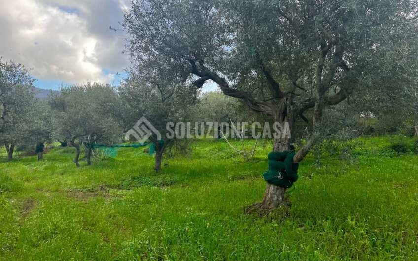 SC1272 Terreno pianeggiante con casale a Perdifumo, Vatolla