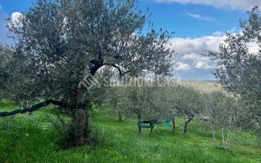 SC1272 Terreno pianeggiante con casale a Perdifumo, Vatolla