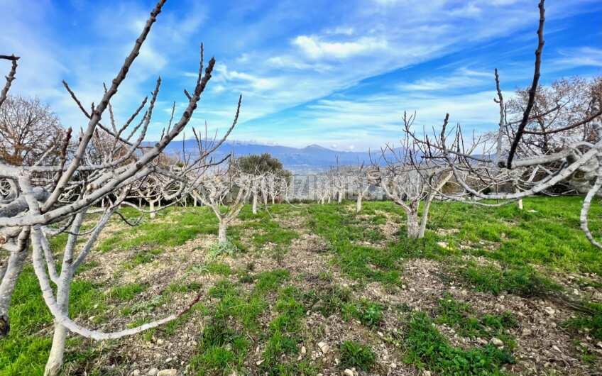 SC1323 Rudere panoramico con uliveto e ficheto sulla Collina di Agropoli