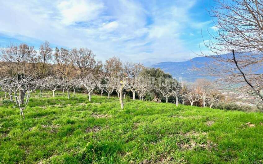 SC1323 Rudere panoramico con uliveto e ficheto sulla Collina di Agropoli