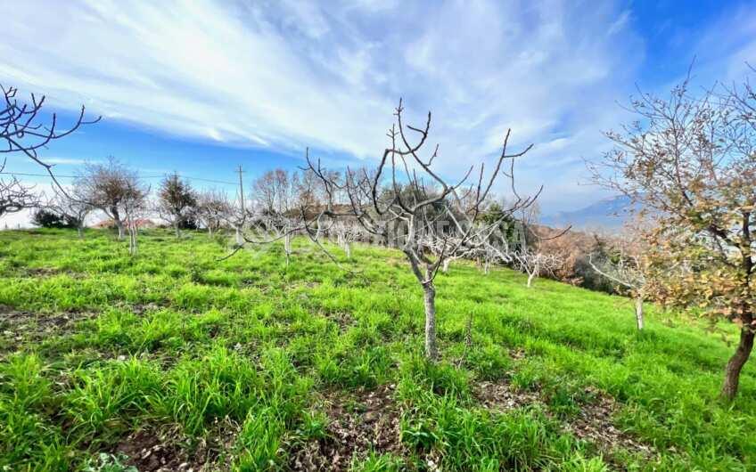 SC1323 Rudere panoramico con uliveto e ficheto sulla Collina di Agropoli