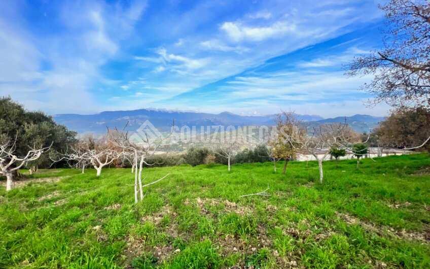 SC1323 Rudere panoramico con uliveto e ficheto sulla Collina di Agropoli