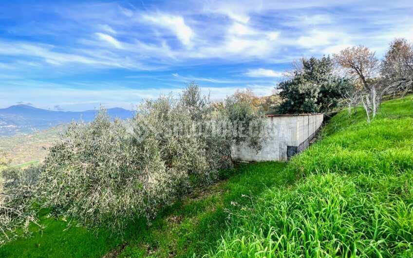 SC1323 Rudere panoramico con uliveto e ficheto sulla Collina di Agropoli