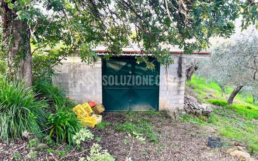 SC1323 Rudere panoramico con uliveto e ficheto sulla Collina di Agropoli