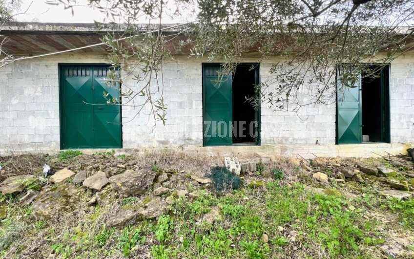 SC1323 Rudere panoramico con uliveto e ficheto sulla Collina di Agropoli