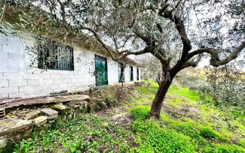 SC1323 Rudere panoramico con uliveto e ficheto sulla Collina di Agropoli
