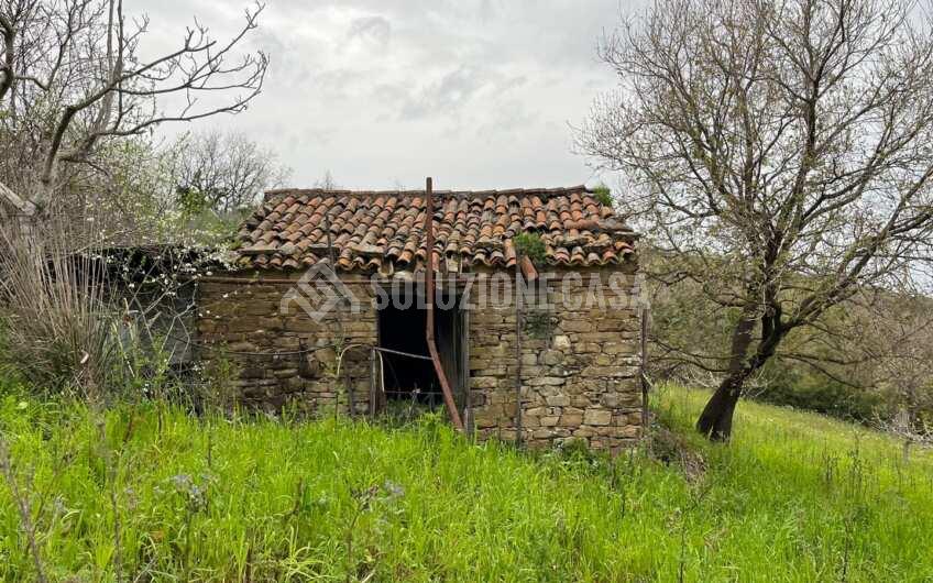 SC1323 Rudere panoramico con uliveto e ficheto sulla Collina di Agropoli