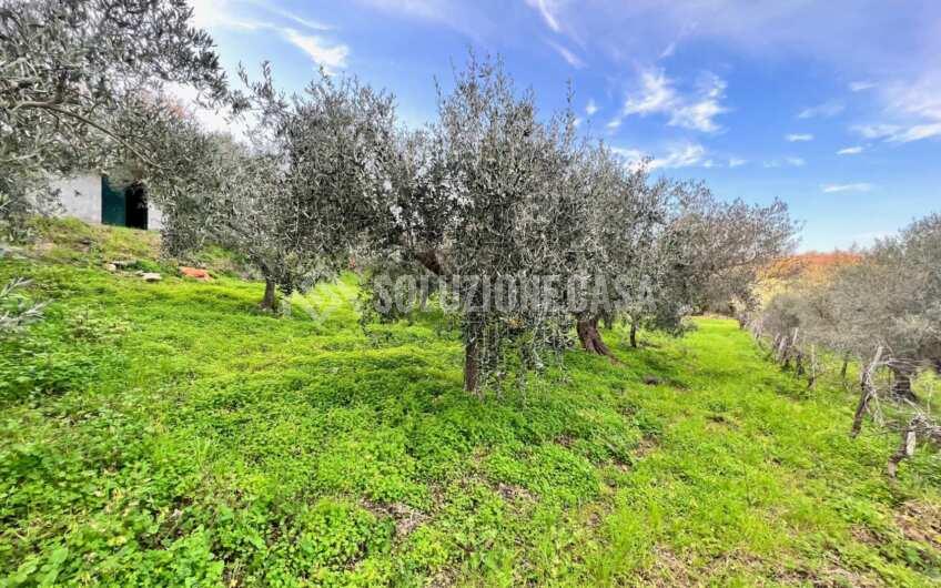 SC1323 Rudere panoramico con uliveto e ficheto sulla Collina di Agropoli
