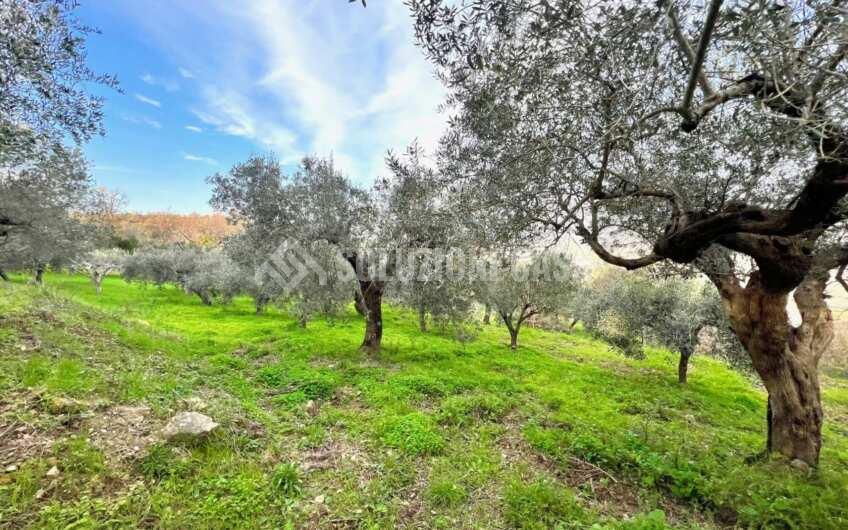 SC1323 Rudere panoramico con uliveto e ficheto sulla Collina di Agropoli