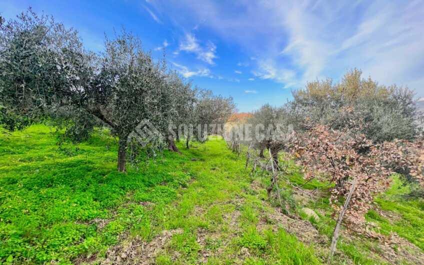 SC1323 Rudere panoramico con uliveto e ficheto sulla Collina di Agropoli