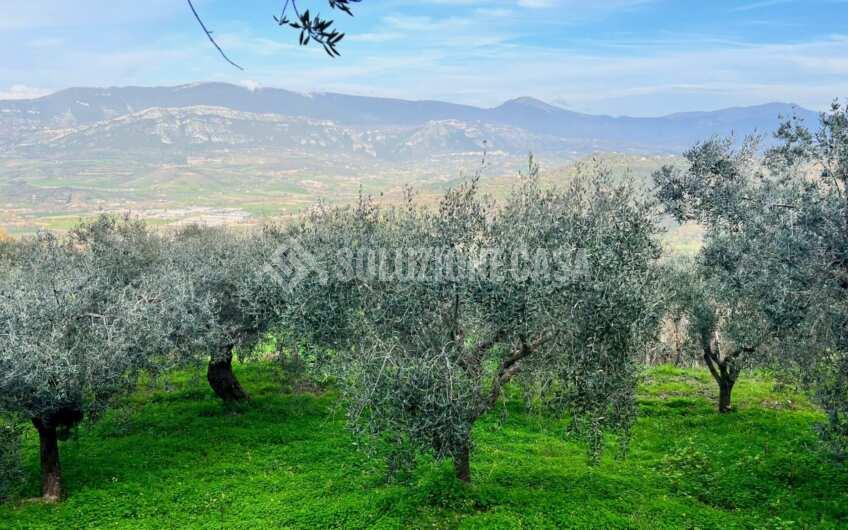 SC1323 Rudere panoramico con uliveto e ficheto sulla Collina di Agropoli