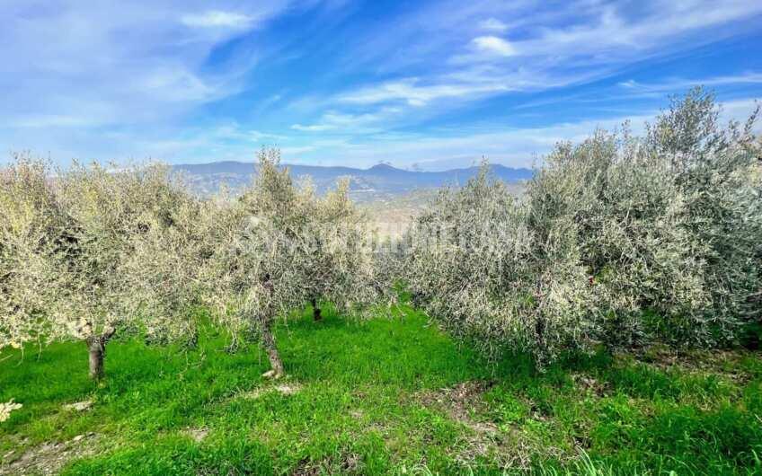 SC1323 Rudere panoramico con uliveto e ficheto sulla Collina di Agropoli