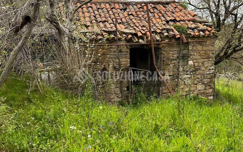 SC1323 Rudere panoramico con uliveto e ficheto sulla Collina di Agropoli