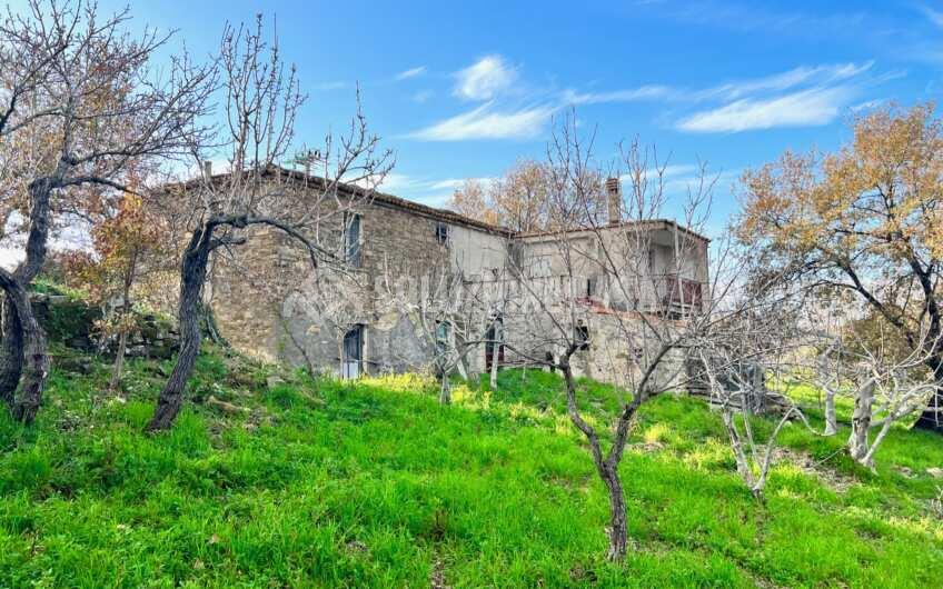 SC1323 Rudere panoramico con uliveto e ficheto sulla Collina di Agropoli