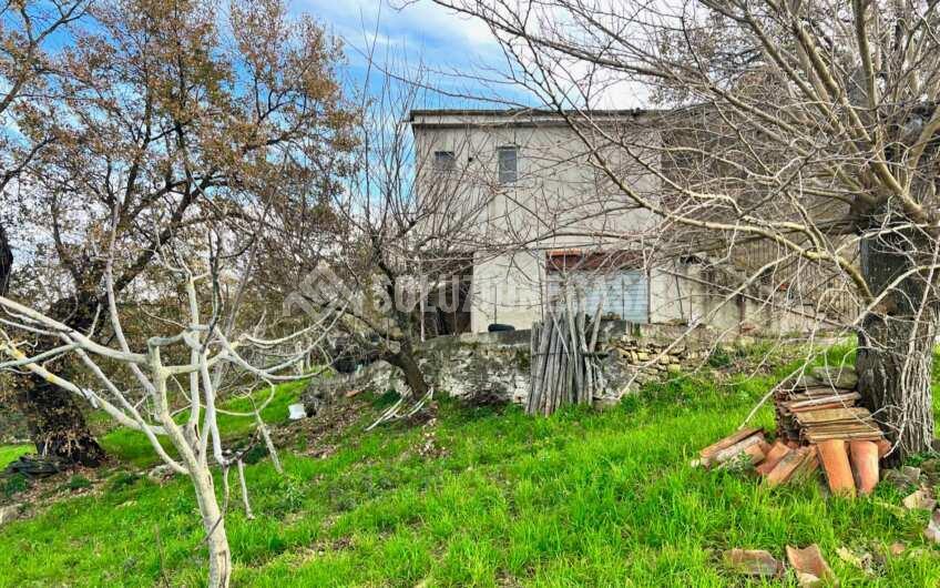 SC1323 Rudere panoramico con uliveto e ficheto sulla Collina di Agropoli