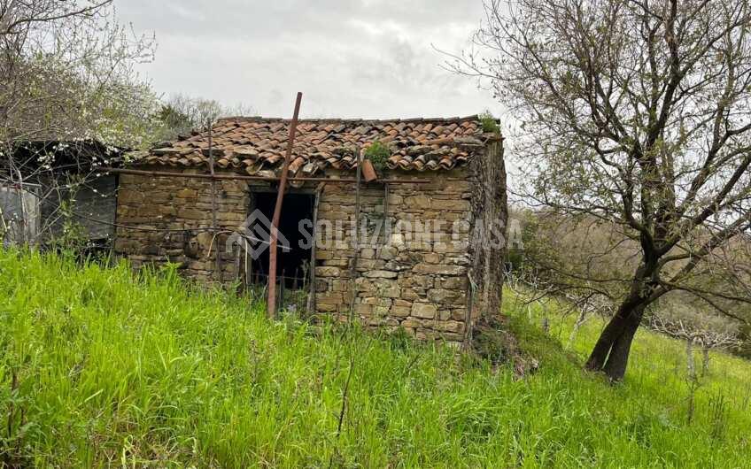 SC1323 Rudere panoramico con uliveto e ficheto sulla Collina di Agropoli