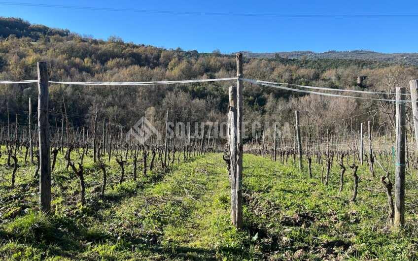 SC1329 Terreno con vigneto e uliveto produttivi a Torchiara