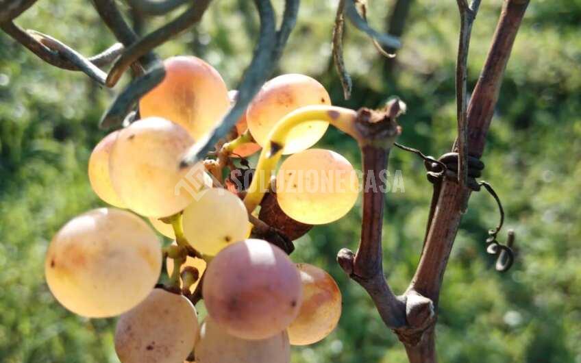 SC1329 Terreno con vigneto e uliveto produttivi a Torchiara