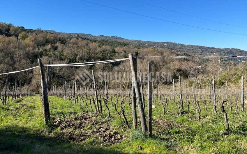 SC1329 Terreno con vigneto e uliveto produttivi a Torchiara