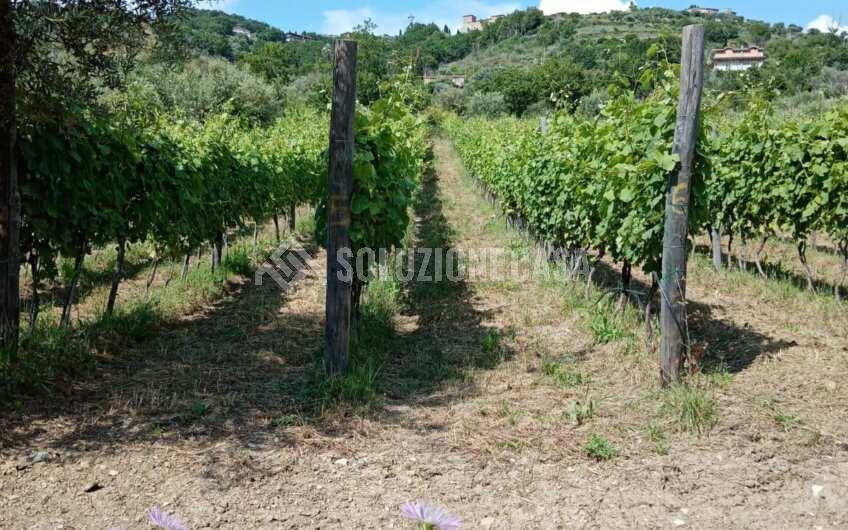 SC1329 Terreno con vigneto e uliveto produttivi a Torchiara