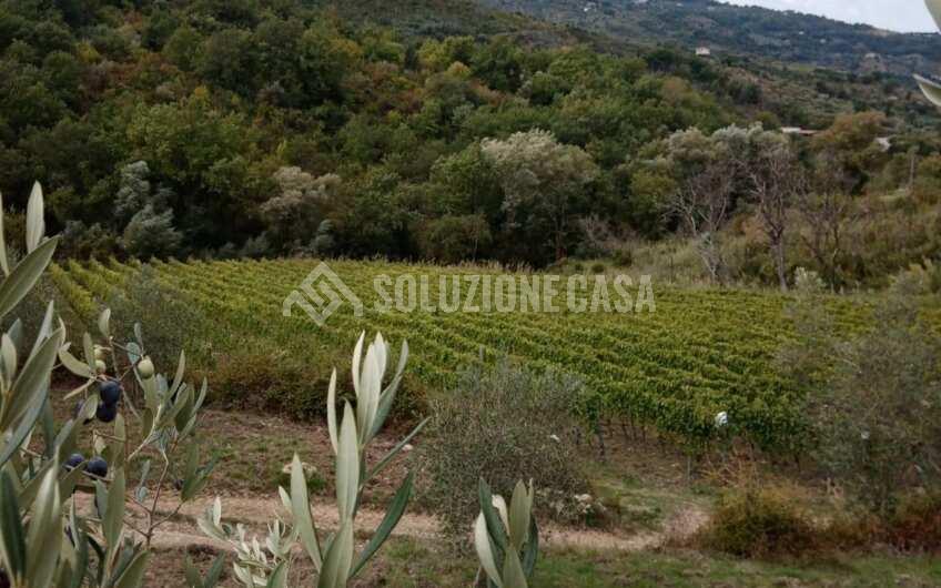 SC1329 Terreno con vigneto e uliveto produttivi a Torchiara