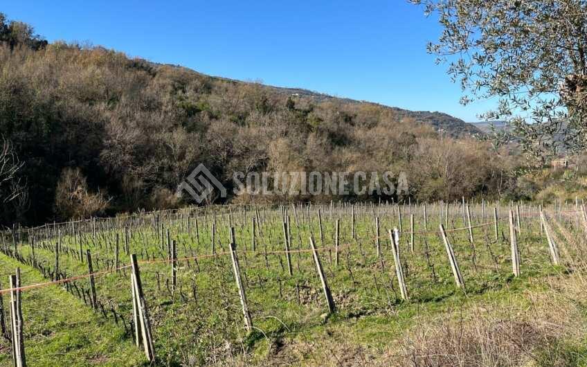 SC1329 Terreno con vigneto e uliveto produttivi a Torchiara