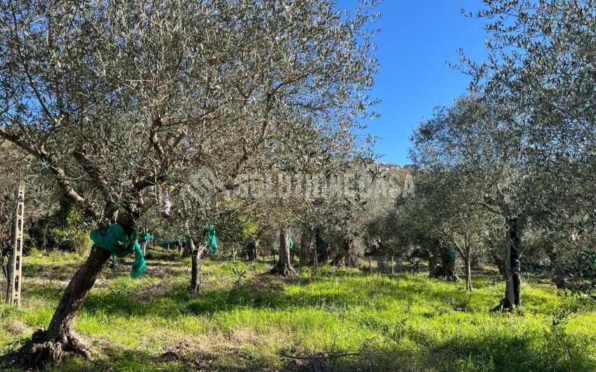 SC1329 Terreno con vigneto e uliveto produttivi a Torchiara