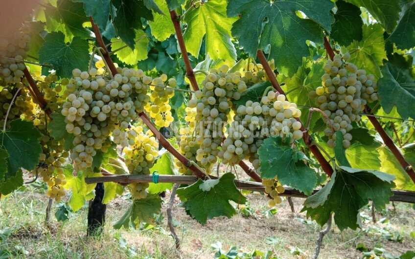 SC1329 Terreno con vigneto e uliveto produttivi a Torchiara