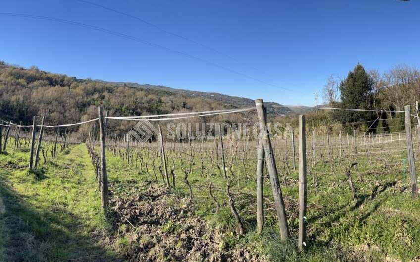 SC1329 Terreno con vigneto e uliveto produttivi a Torchiara