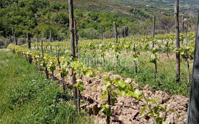 SC1329 Terreno con vigneto e uliveto produttivi a Torchiara