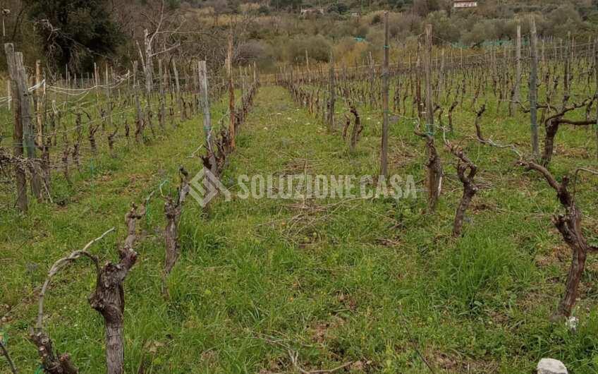 SC1329 Terreno con vigneto e uliveto produttivi a Torchiara