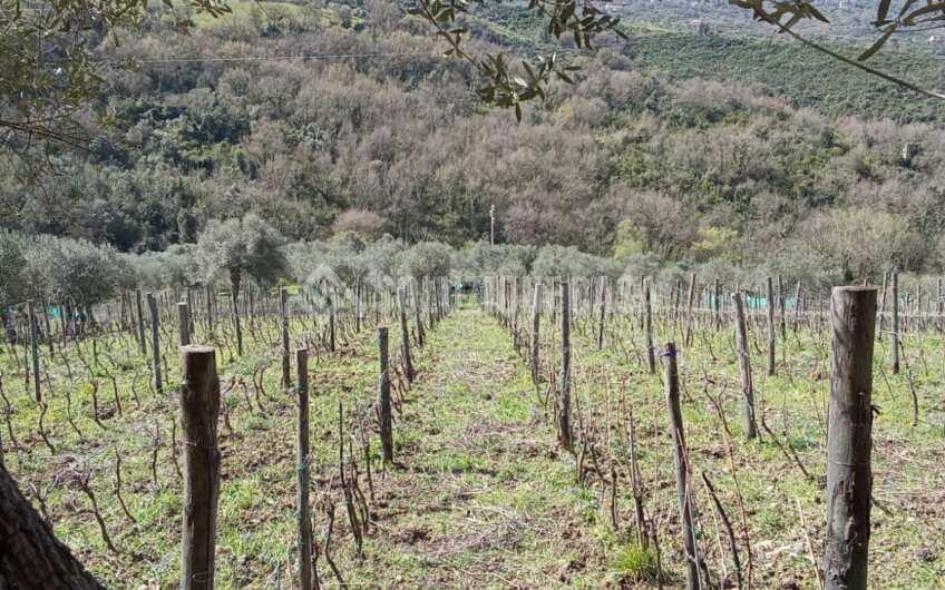 SC1329 Terreno con vigneto e uliveto produttivi a Torchiara