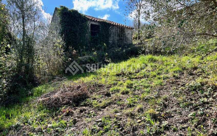 SC1330 Proprietà vista mare terreno con casolare e uliveto   a Laureana Cilento