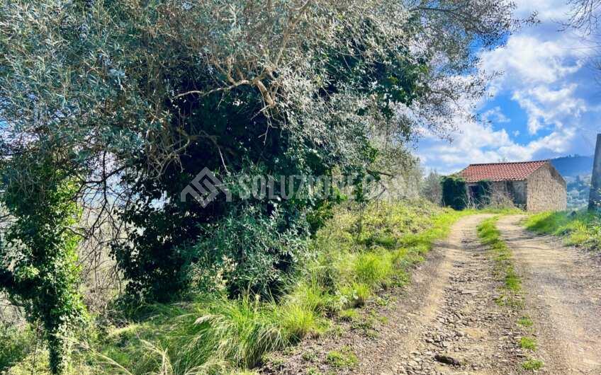 SC1330 Proprietà vista mare terreno con casolare e uliveto   a Laureana Cilento