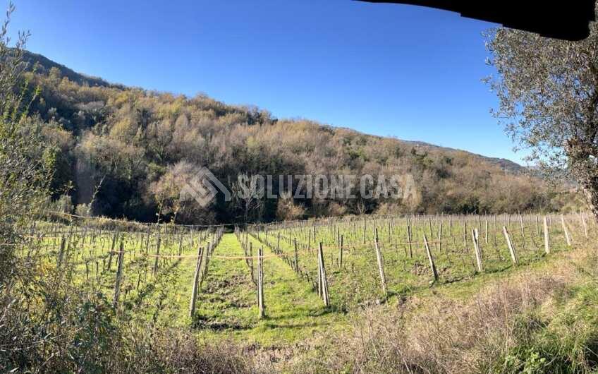 SC1329 Terreno con vigneto e uliveto produttivi a Torchiara