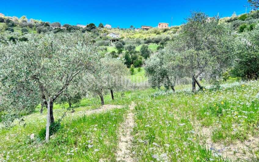 SC1331 Lotti di terreno agricolo con uliveti e agrumeti ad Agropoli loc.tà Fuonti