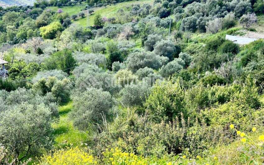SC1331 Lotti di terreno agricolo con uliveti e agrumeti ad Agropoli loc.tà Fuonti