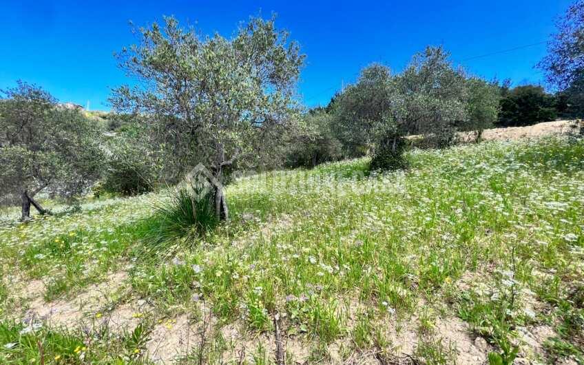 SC1331 Lotti di terreno agricolo con uliveti e agrumeti ad Agropoli loc.tà Fuonti