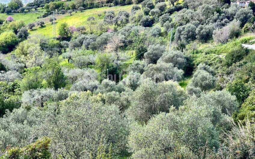 SC1331 Lotti di terreno agricolo con uliveti e agrumeti ad Agropoli loc.tà Fuonti