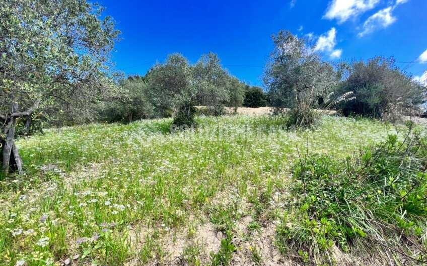 SC1331 Lotti di terreno agricolo con uliveti e agrumeti ad Agropoli loc.tà Fuonti